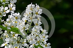 Selective focus photo. Bird cherry tree , Prunus padus blooming photo