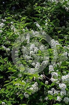 Selective focus photo. Bird cherry tree , Prunus padus blooming photo