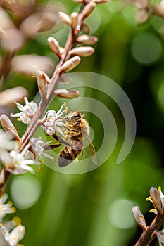 Selective focus photo of brown bee pollinating on white flowers of Cordyline Australis flowers.