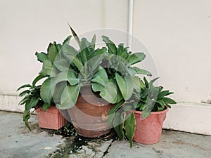 Selective focus on photo of bryophyllum pinnatum inthe vase.