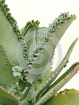 Selective focus on photo of bryophyllum pinnatum inthe vase.