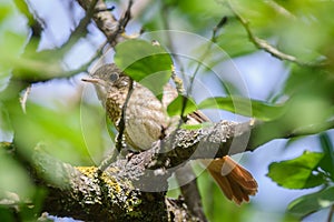 Common redstart bird on tree