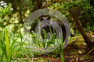 Selective focus photo. Dark grey cat with big green eyes