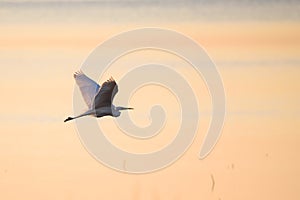 Selective focus photo.  The great egret Ardea alba. Also known as common egret and large egret, flying over lake before sunset.