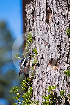 Great spotted woodpecker, Dendrocopos major on tree trunk.