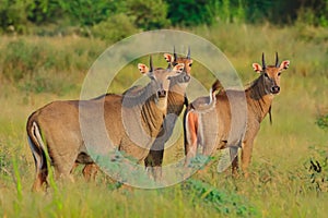 A family of nilgai the largest antelope in India standing photo