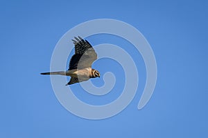 Pallid Harrier bird, Circus macrourus