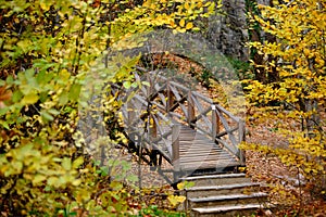 Selective focus photo of suspension bridge over yellow and dried leaves at autumn