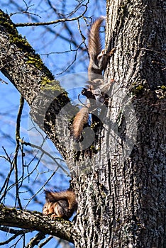 Three Squirrels on tree trunk