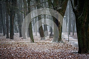 Trees in park. Winter time