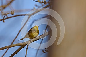 Yellowhammer bird, Emberiza citrinella photo