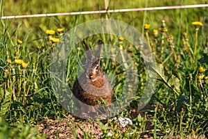 Young hare eats grass and dandelion leafs