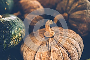 Selective focus photography of pumpkins. Autumn background with pumpkin. Thanksgiving day background