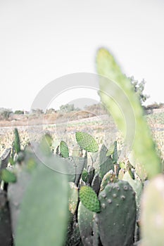 A selective focus photography of some nopal tunas ready to be harvested