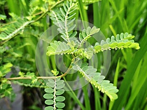 Selective Focus of Phyllanthus Niruri or Gale of the Wind Plant at the Field