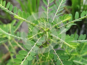 Selective Focus of Phyllanthus Niruri or Gale of the Wind Plant at the Field