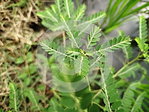 Selective Focus of Phyllanthus Niruri or Gale of the Wind Plant at the Field