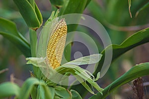 A selective focus picture of corn cob in organic corn field. The corn or Maize is bright green in the corn field. Waiting for