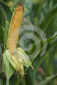 A selective focus picture of corn cob in organic corn field. The corn or Maize is bright green in the corn field. Waiting for