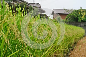 A selective focus picture of paddy rice in organic rice field