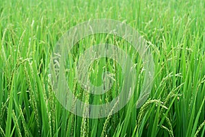 A selective focus picture of paddy rice in organic rice field