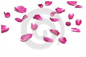 In selective focus of a pile pink rose corollas on white isolated background