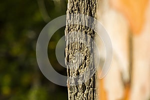 Selective focus of a pine tree bark against a blurred background with copy space