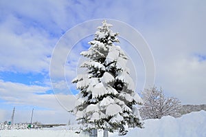 Pine Tree in Heavy Snow.