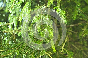 selective focus of pines tree leaves and nature water drop in spring season for background and inspiration