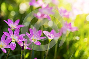 Selective focus of pink flowers rain lily with droplets on blurred green bokeh background