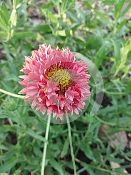 Selective focus of a pink Gaillardia pulchella (Indian blanket) flower