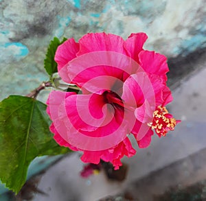 selective focus pink hibiscus flower with green leaves