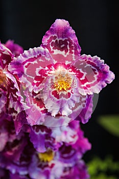 Selective focus of pink Odontoglossum (orchid) against a black background