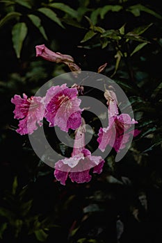 Selective focus of pink Podranea ricasoliana flowers