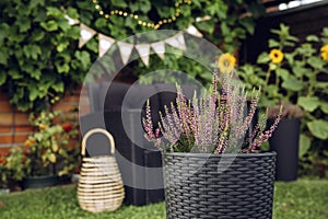 Selective focus on pink potted heather flower growing in black plastic rattan pot. On blurred background are garden furniture.