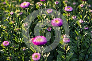 selective focus pink purple flowers green leaves in a flower garden in Thailand in winter The name of the flower is Aster bonita photo