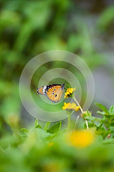 Selective focus of the plain tiger (Danaus Chrysippus) butterfly sitting on a yellow flower