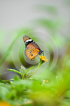 Selective focus of the plain tiger (Danaus Chrysippus) butterfly sitting on a yellow flower