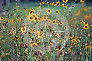 Selective focus  Plains coreopsis or garden tickseed flower in a garden.