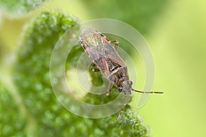 Plane Groundbug, Arocatus Longiceps