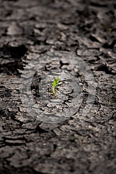 Selective focus of a plant on a cracked ground with blurred background