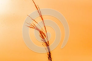 Selective focus of a plant on an orange background