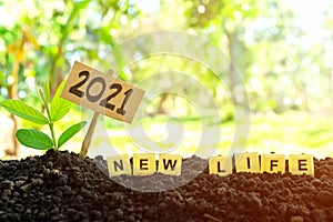 Selective focus of plant seedling or sapling growing on soil at sunrise with scrabble letter tiles wording. 2021 new year new life