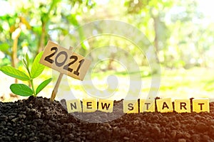 Selective focus of plant seedling or sapling growing on soil at sunrise with scrabble letter tiles wording. 2021 new year new life