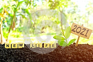 Selective focus of plant seedling or sapling growing on soil at sunrise with scrabble letter tiles wording. 2021 new year new life