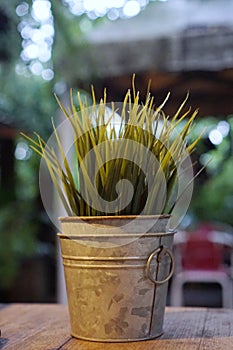 Selective focus of planting ornamental grasses in flower pot on wooden table