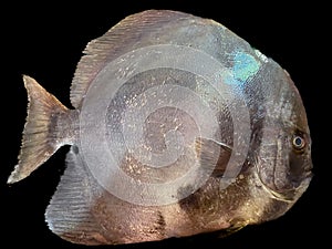 Selective focus of Platax teira or teira batfish.