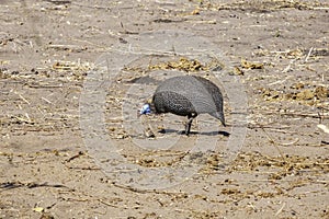 Selective focus of a plumed guineafowl walking in a field under the sunlight