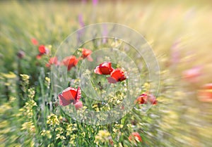 Selective focus on poppy flower, red poppy flower in meadow, beautiful lanscape