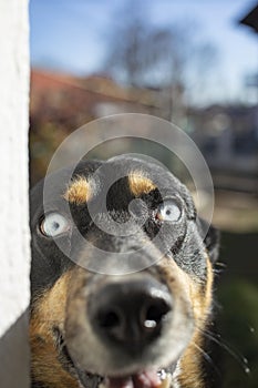 selective focus portrait of a black husky dog